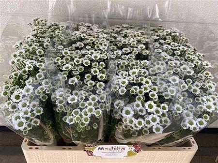 <h4>Chr S Mad Lindi Whit</h4>