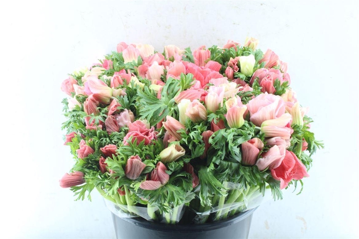 <h4>Anemone Rainbow Barbie</h4>