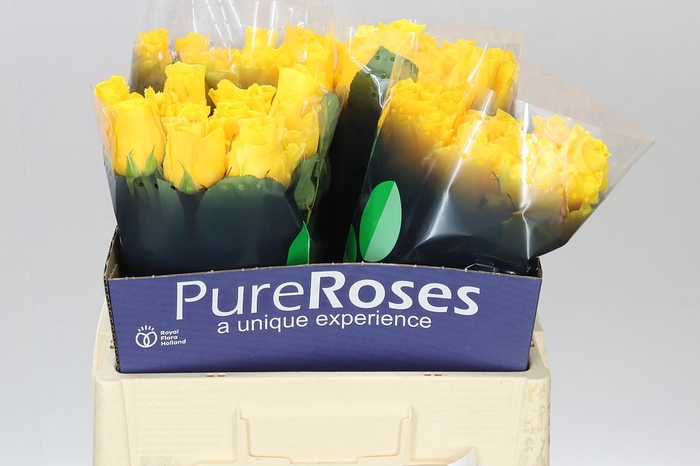 <h4>Rosa Gr Palmares!</h4>