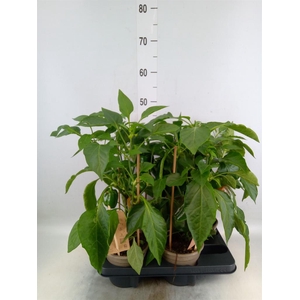 Capsicum annuum   ...paprika