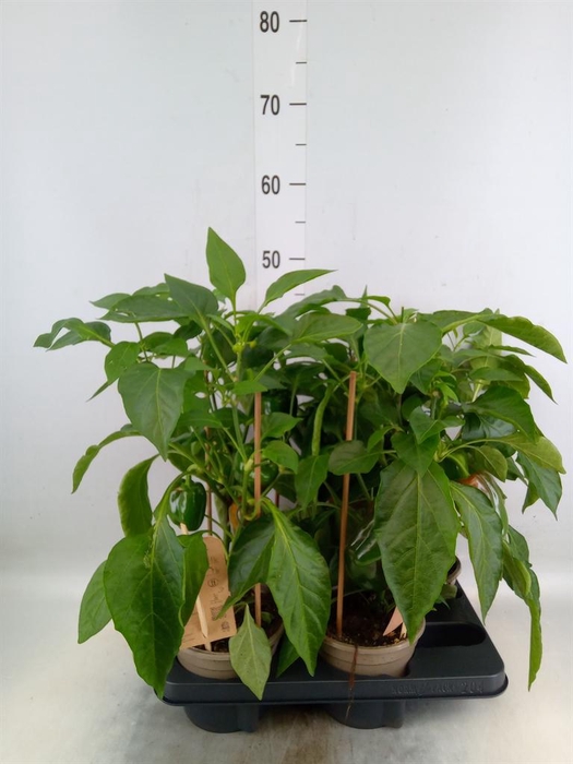 <h4>Capsicum annuum   ...paprika</h4>