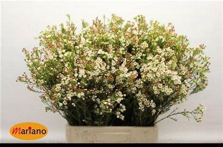 <h4>Chame Blondie</h4>