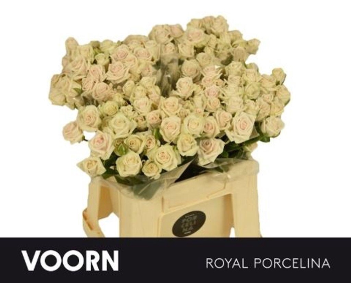 <h4>Rosa spray royal porcelina</h4>