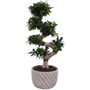 Ficus m. Ginseng S-Shape Ø24cm in Ø27cm Ceramic NT668