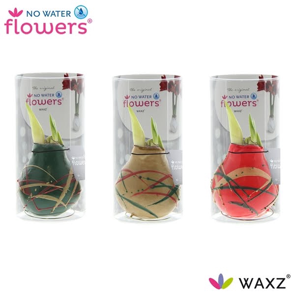 <h4>No Water Flowers Waxz® Art Munch in Koker</h4>