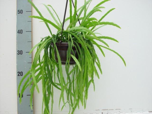 <h4>Rhipsalis ...</h4>