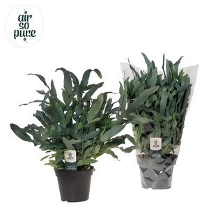 Phlebodium aureum 'Blue Star'