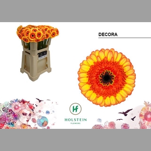 GE MI DECORA