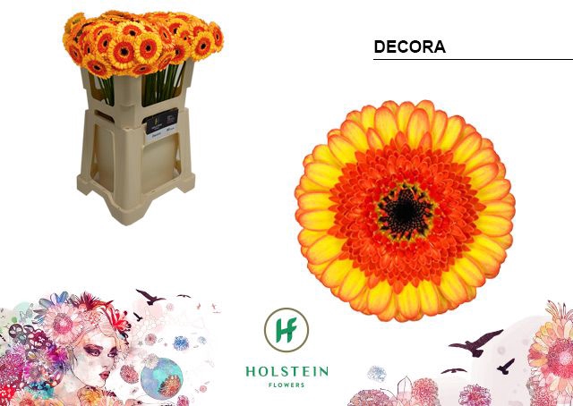 <h4>GE MI DECORA</h4>
