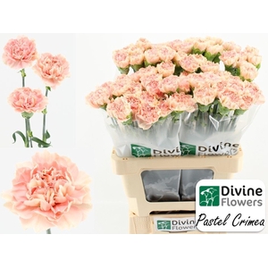 Dianthus ST 'Pastel Crimea'