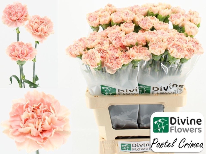 <h4>Dianthus ST 'Pastel Crimea'</h4>