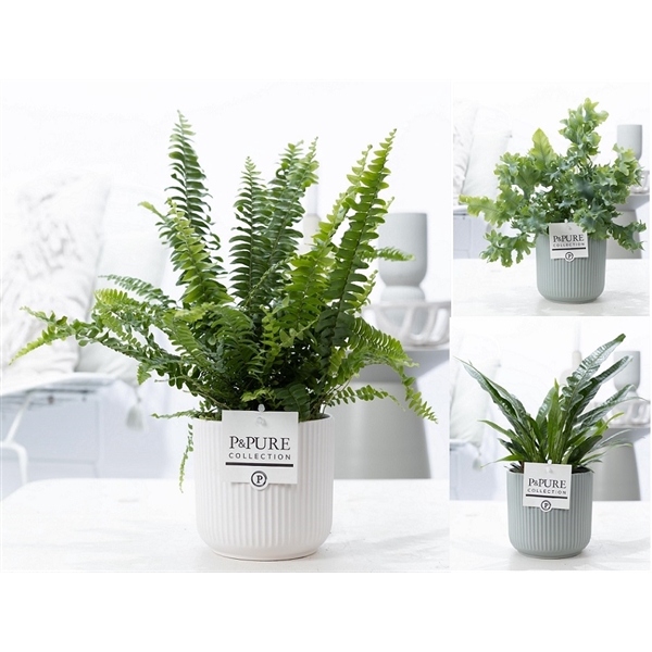 <h4>Varens gemengd in P&PURE Sophie ceramics ass.2</h4>