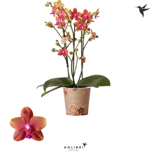 Phal Kolibri Fragrance Orange 3 Tak