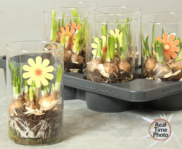 <h4>ARR NARCISSUS</h4>