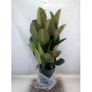 Ficus elastica 'Robusta'