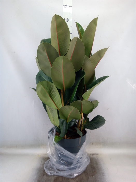 <h4>Ficus elastica 'Robusta'</h4>
