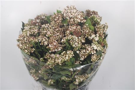 <h4>Viburnum Macro White Per Bunch</h4>