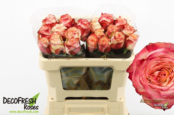 <h4>R Gr Attraction</h4>