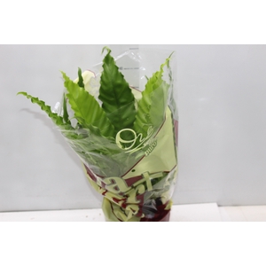 ASPLENIUM OSAKA CRESPO P17