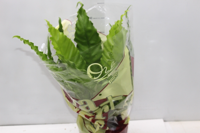 <h4>ASPLENIUM OSAKA CRESPO P17</h4>