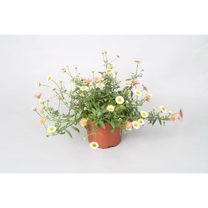 Erigeron karvinskianus p10