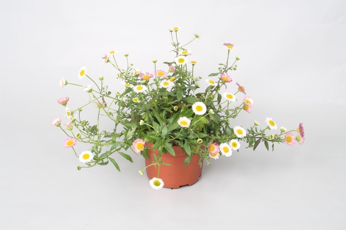 <h4>Erigeron karvinskianus p10</h4>