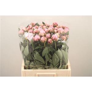 Paeo L Sarah Bernhard Pink Ex