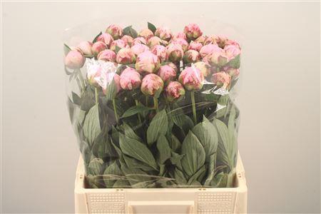 <h4>Paeo L Sarah Bernhard Pink Ex</h4>