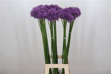 <h4>Allium Gladiator</h4>