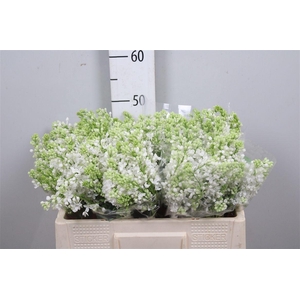 Syr V Mme Fl Stepman 2+