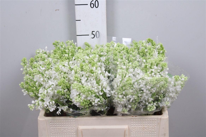 <h4>Syr V Mme Fl Stepman 2+</h4>