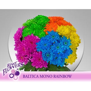 CHR T BALTICA KLB H%