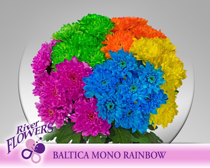 <h4>CHR T BALTICA KLB H%</h4>
