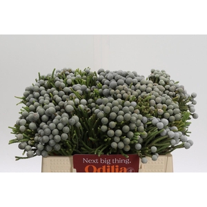 Cape Green Silver Brunia