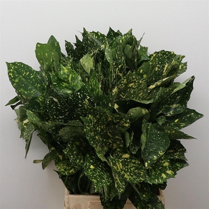 Aucuba Japonica Bs