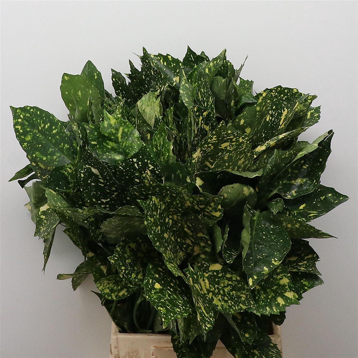 <h4>Aucuba Japonica Bs</h4>