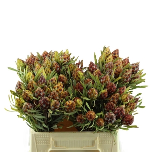 Leucadendron Rubrum Plumosum