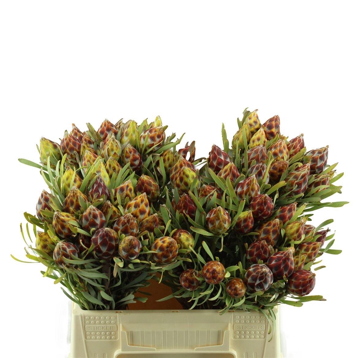<h4>Leucadendron Rubrum Plumosum</h4>