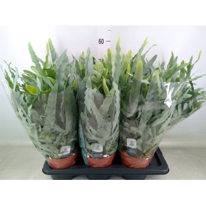Phlebodium aureum 'Blue Star'