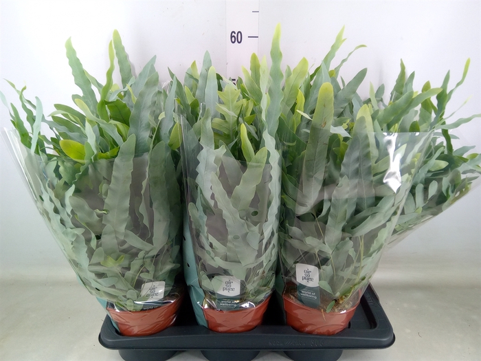 <h4>Phlebodium aureum 'Blue Star'</h4>