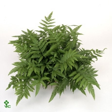 Pteris Fauriei
