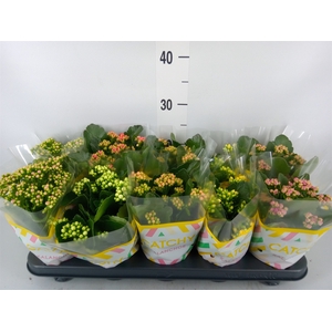 Kalanchoe blos.   ..rosebud mix  5