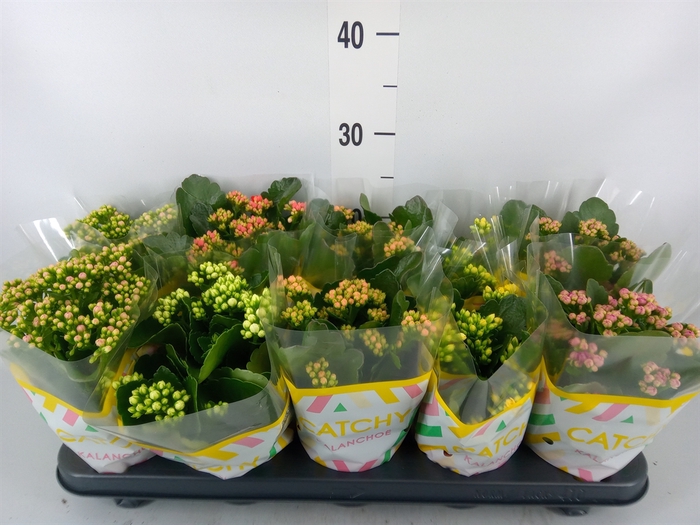 <h4>Kalanchoe blos.   ..rosebud mix  5</h4>