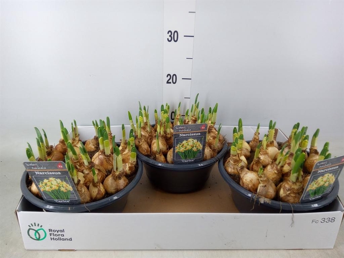 <h4>Narcissus ...</h4>