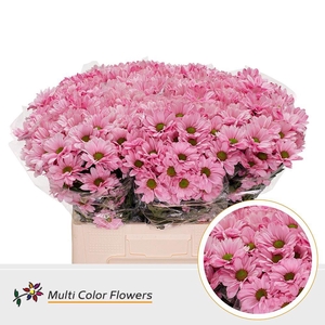 Chrysanthemum TR   ...colored H%