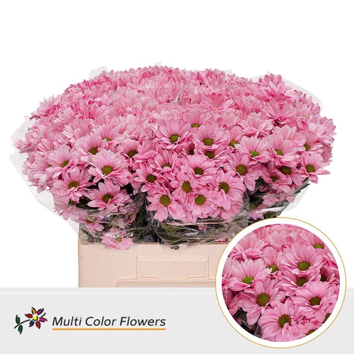 <h4>Chrysanthemum TR   ...colored H%</h4>