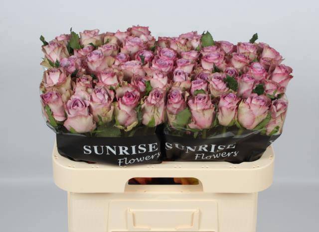 <h4>R GR NOVA ZEMBLA+</h4>