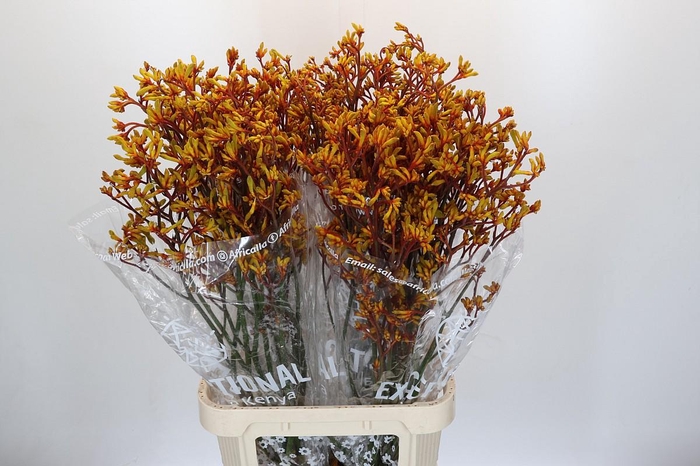 Anigozanthos Gold Fever