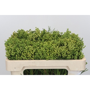 Kaaps Groen Lanuginosa