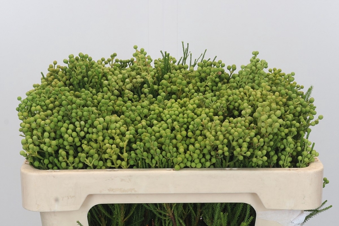 <h4>Kaaps Groen Lanuginosa</h4>